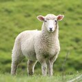 alfavet Kategorien Schafe