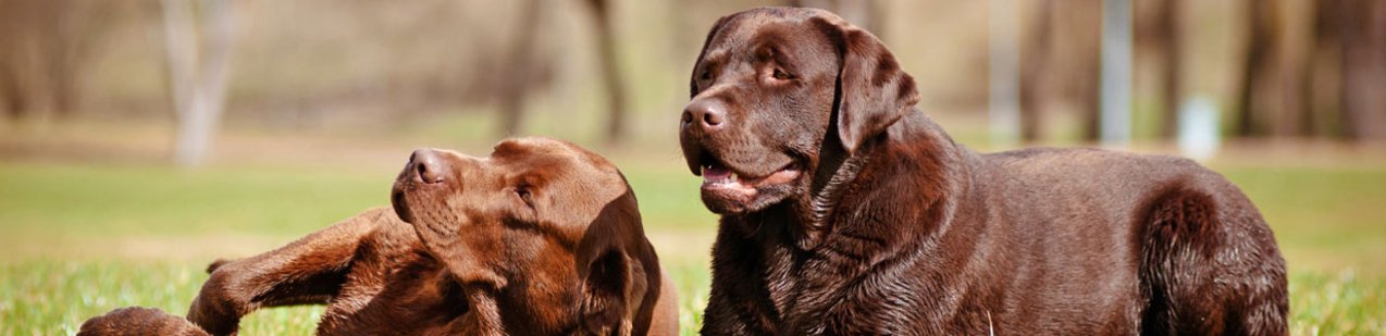alfavet Tierhalterinfos DermaSterol Hunde