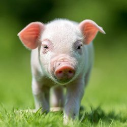 alfavet Kategorie Schweine
