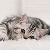 alfavet Tierhalterinfos Silber Katze