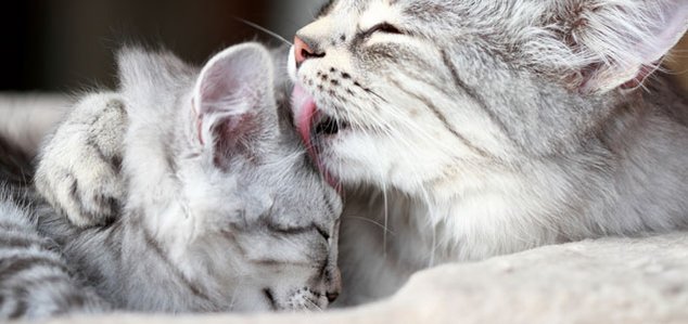 alfavet Tierhalterinfos Silber Katzen