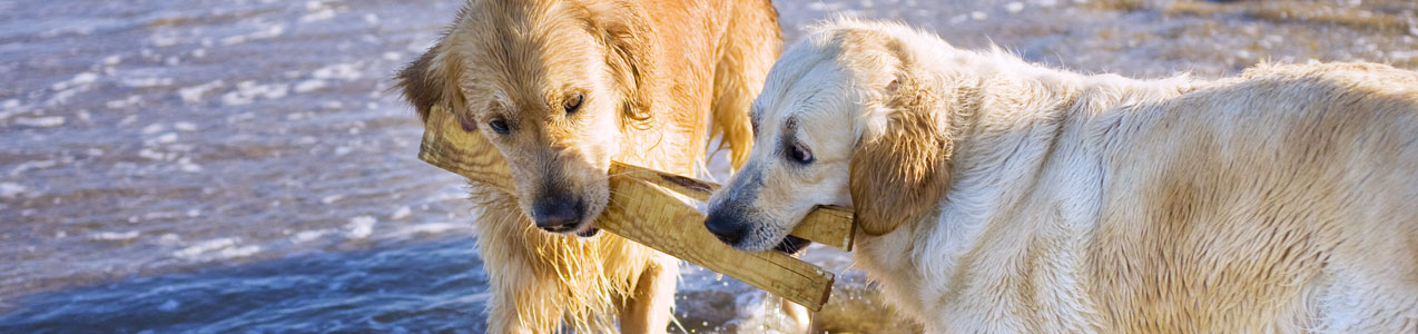 alfavet Tierhalterinfos EPA DHA Hunde