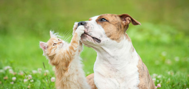 alfavet Tierhalterinfos DermaSterol Katze Hunde